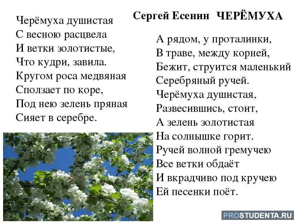 Слова стихотворения черемуха