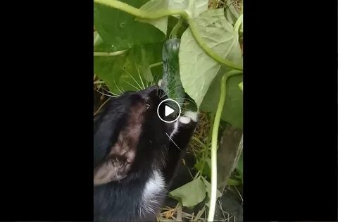 Кто из животных ест огурцы