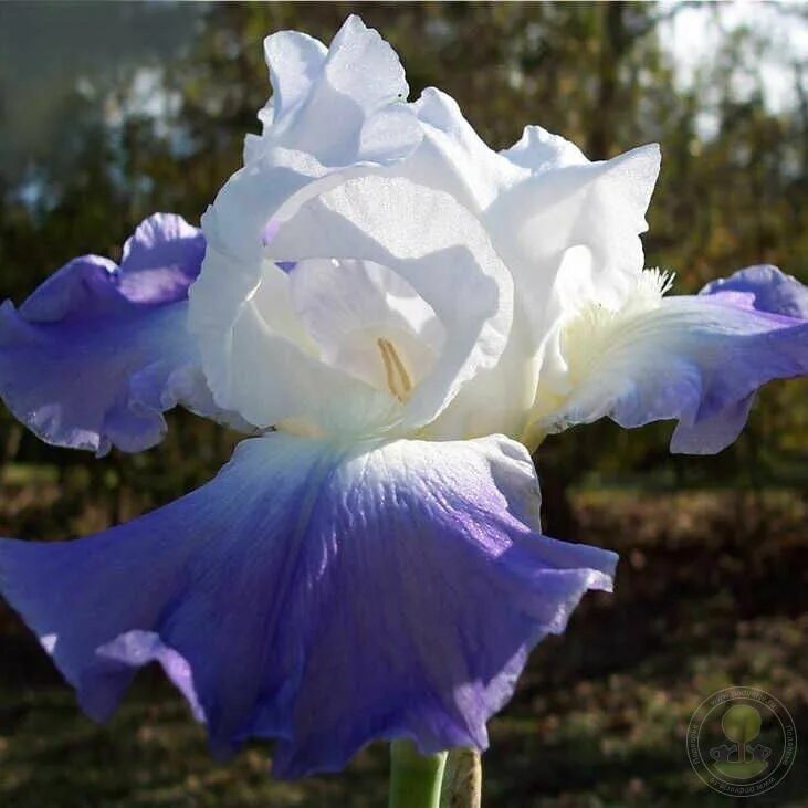 Iris max. Ирис кларенс. ирис германский кларенс iris germanica clarence. ирис caribbean dream. ирис германский сиренево голубой кларенс.
