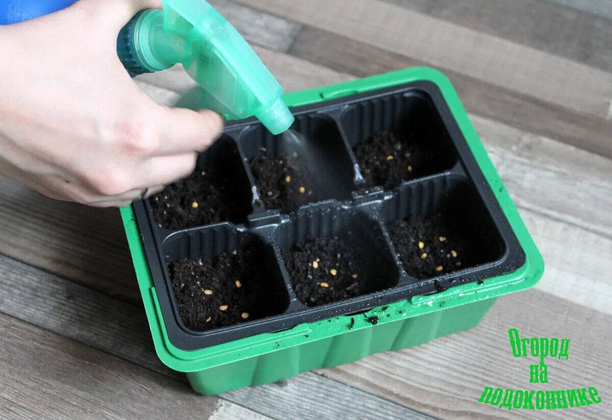 пикирование баклажанов рассады. как сажать баклажаны на рассаду. пикировка баклажанов на рассаду. рассада баклажан кассете е6. посадка баклажан на рассаду.