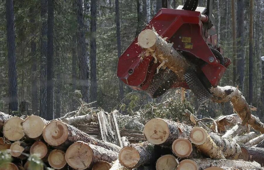 лес рубят щепки летят. пословица лес рубят щепки. пословица лес рубят щепки летят. топор для щепок. что означает поговорка лес рубят щепки летят.