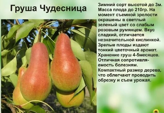 Саженец Груши "Чудесница"