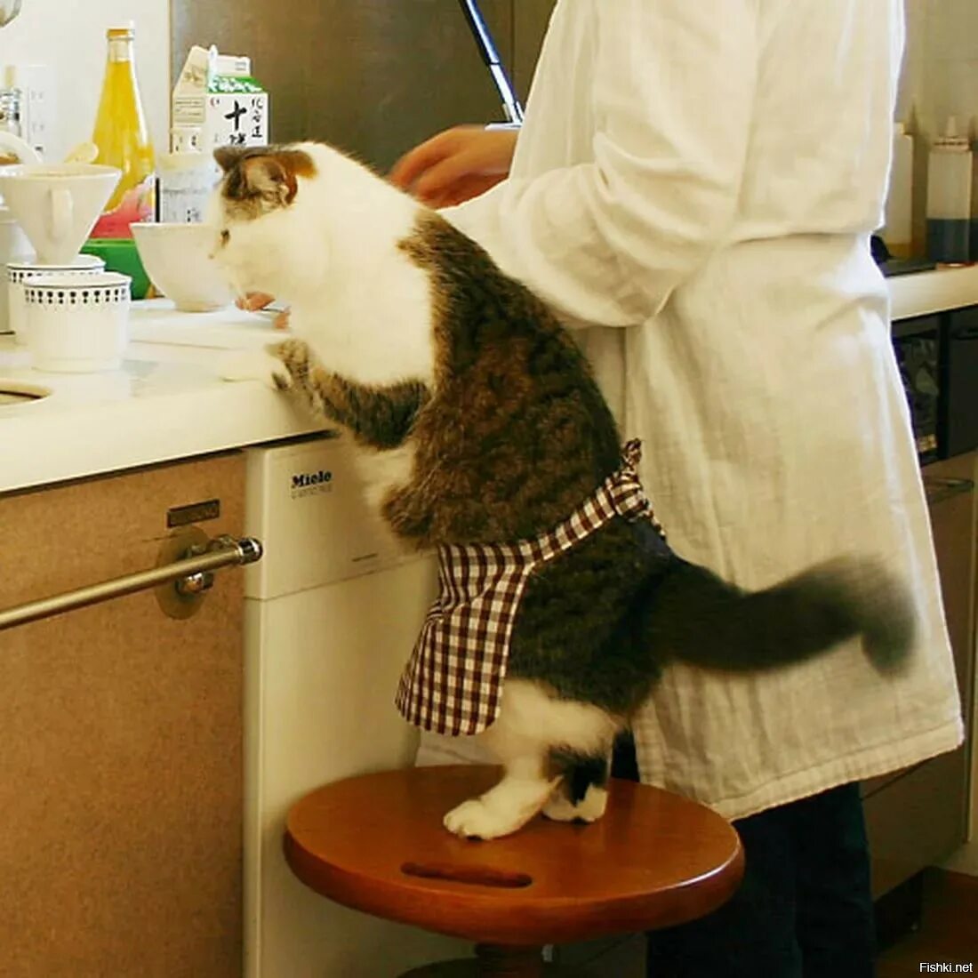 Фартук кошка. Смешные животные на кухне. Кот на кухне. Кот в переднике на кухне. Cooking cat