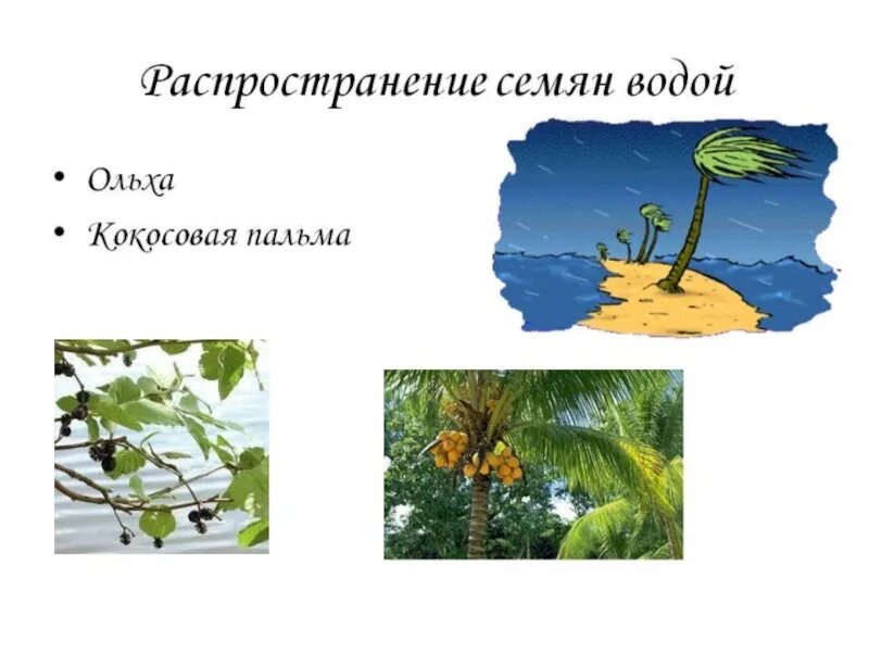 Распространение плодов и семян. Распространение семян водой. Растения распространяемые водой. Распространение плодов и семян водой. Растения распространение водой