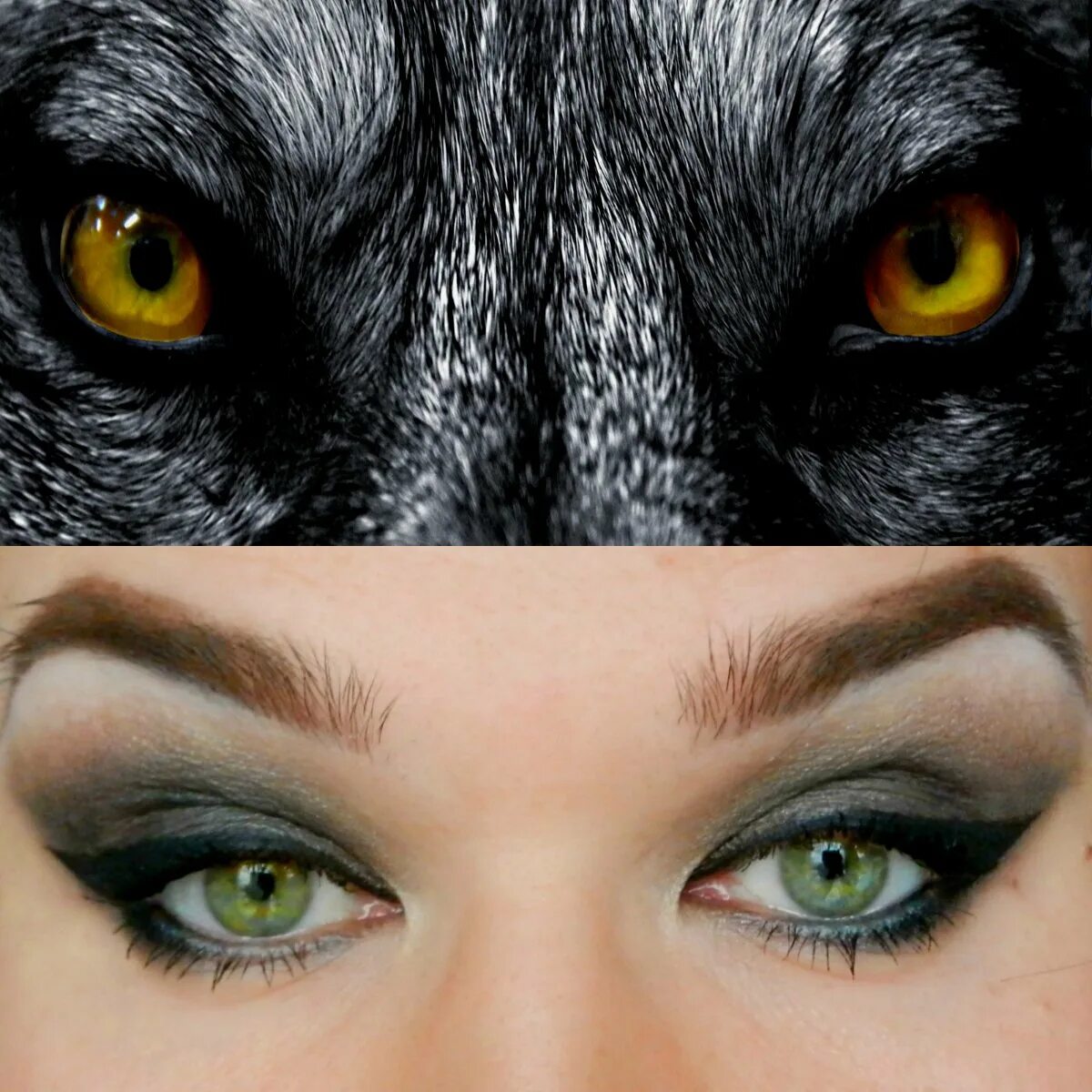 Зрачок волка. Линзы глаза волка. Линзы глаза волка. Глаза хаски. Собачий глаз.