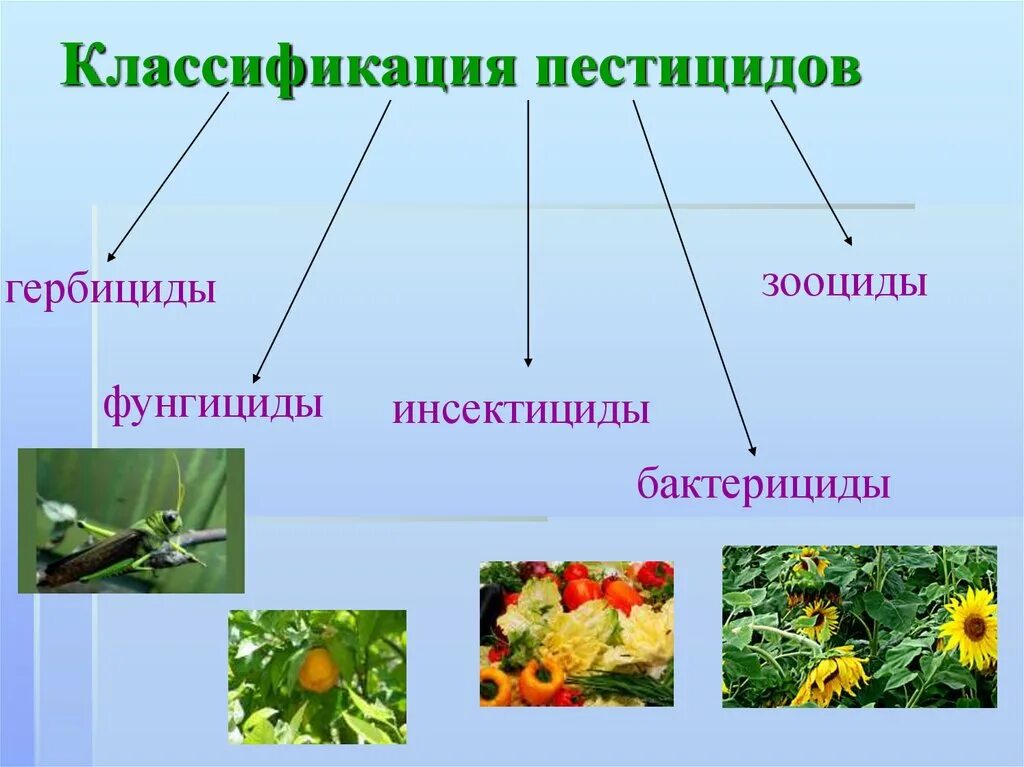 Пестициды какие вещества. Пестициды гербициды инсектициды фунгициды. Классификация действующих веществ пестицидов. Инсекцидыклассификация. Классификация инсектицидов.