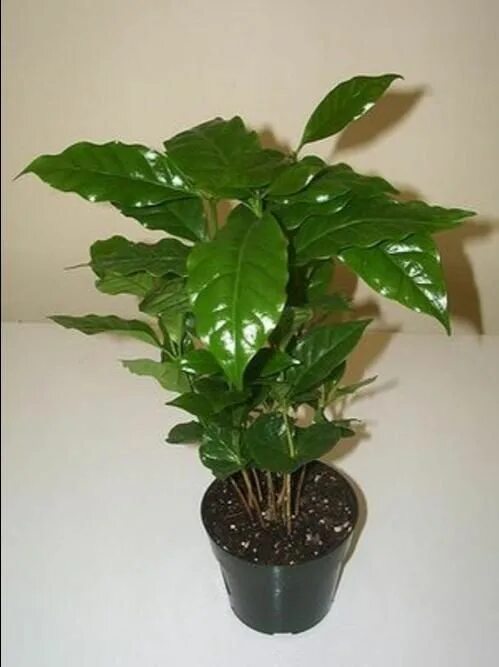Цветок кофейное дерево уход. Цветок кофе арабика. комнатное растение coffea arabica. кофе арабика цветок домашний. кофе арабика дерево домашнее.