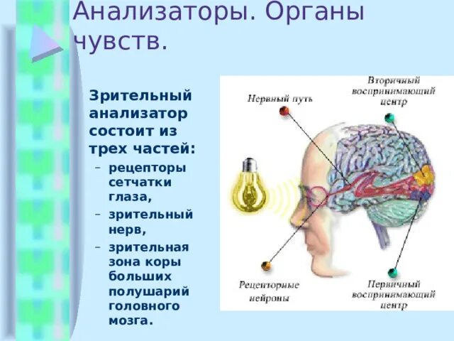 Анализаторы органы чувств. Анализаторы презентация. Анализаторы биология. Зрительный анализатор 8 класс биология.