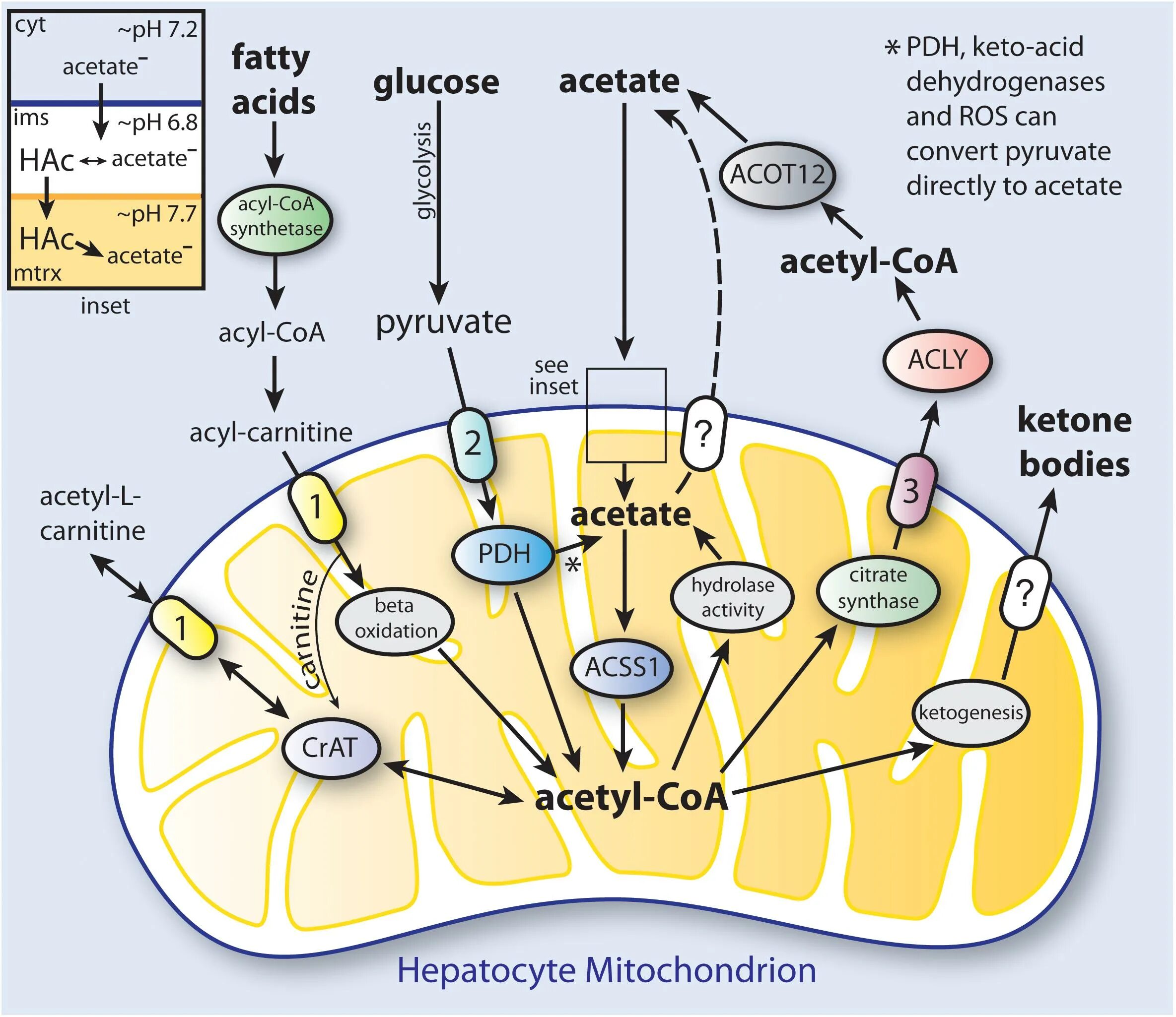 Митохондрия процесс огэ. Ацетогенез. mitochondrial in lymphocytes. митохондрия ишемия. protein synthesis inside of mitochondria.