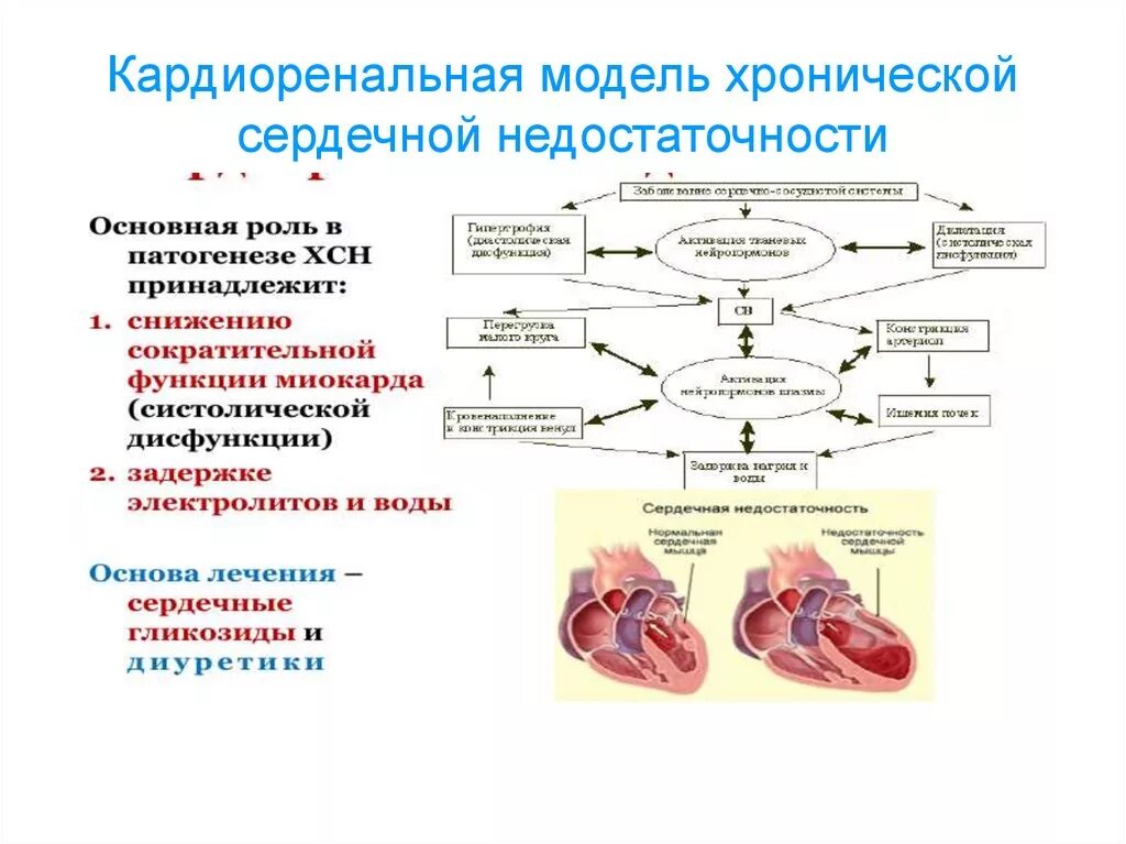 Механизм развития синдрома хронической сердечной недостаточности. Патогенез сердечной недостаточности модель. Синдром хронической сердечной недостаточности патогенез. Механизм развития кардиоренального синдрома. Хроническая сердечная недостаточность положение