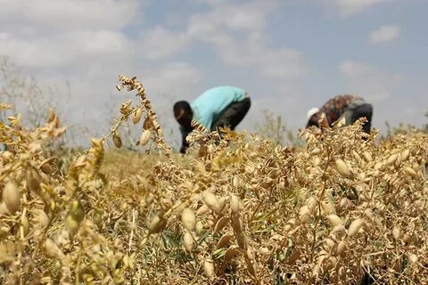 Harvest around the world