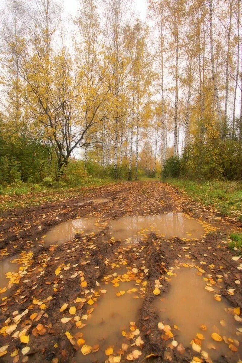 Осеннюю слякоть
