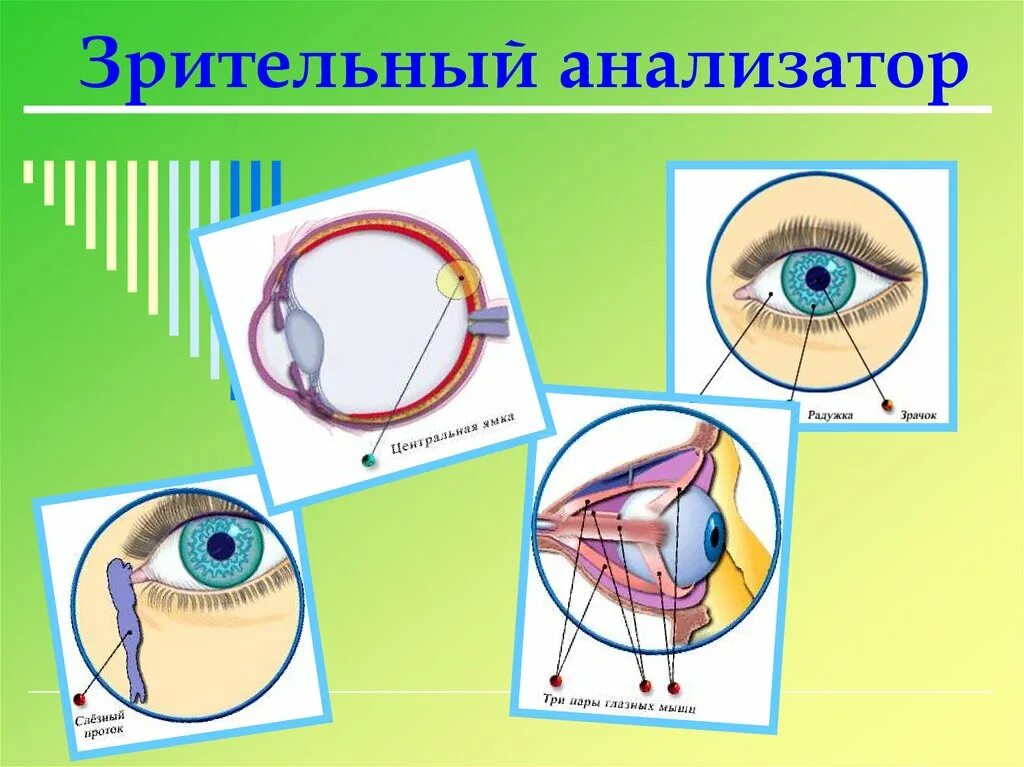 Схема анализатора зрения. Зрительный анализатор человека. Орган зрения и зрительный анализатор. Анализаторы зрительный анализатор. Механизм работы зрительного анализатора гигиена зрения