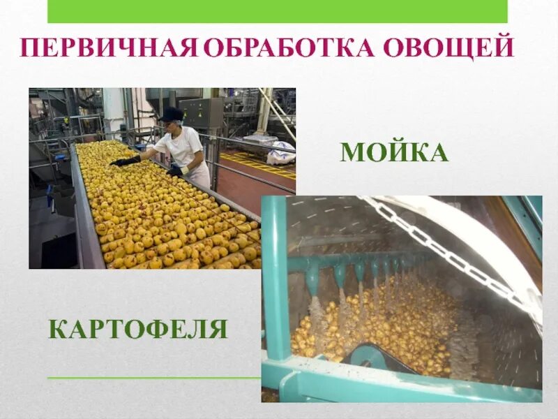 Как производят механическую кулинарную обработку картофеля. Обработка овощей. первичная обработка картофеля. переработка овощей. переработка картофеля.