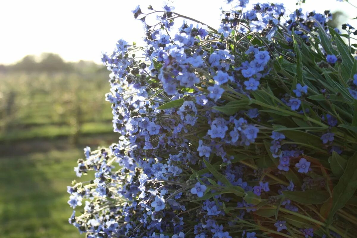 Незабудка Альпийская (Myosotis alpestris). Незабудка Лесная Myosotis sylvatica. Незабудка Полевая (Myosotis arvensis). Миосотис Незабудка. Незабудка дискредитация армии