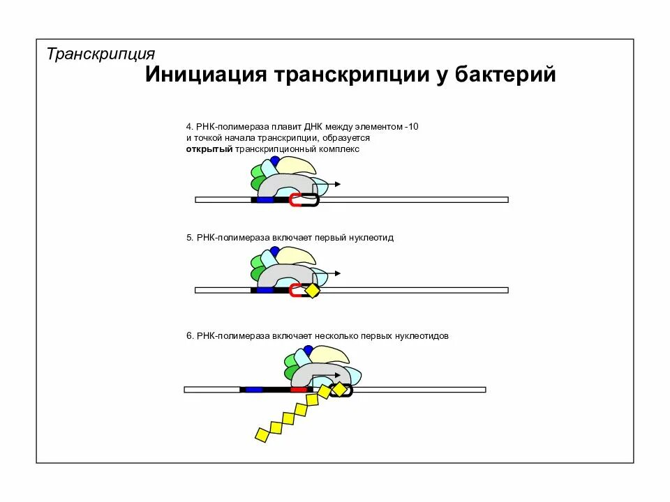 Рнк полимеразы бактерий. Рнк полимераза 1 инициация транскрипции. транскрипция днк инициация. точка инициации транскрипции это. инициация транскрипции бактерий.