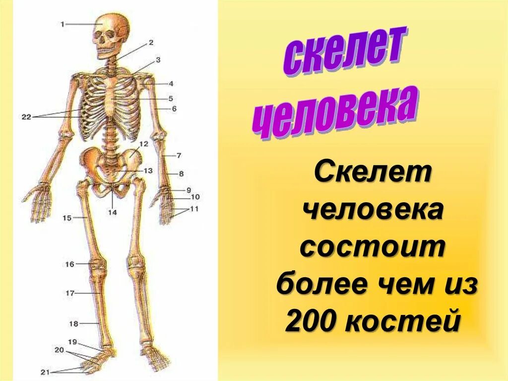 Скелет человека. Кости скелета человека. Скелет человека с названием костей. Строение костей скелета.