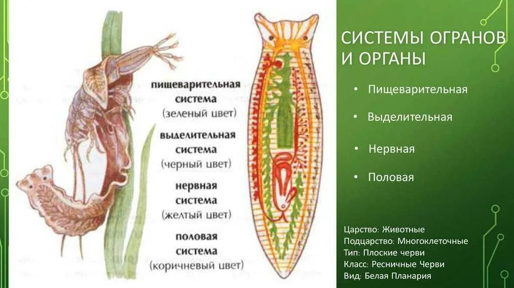 Система органов белой планарии пищеварительная система. Молочная планария пищеварительная система. Пищеварительная система белой планарии. Плоский червь планария строение.