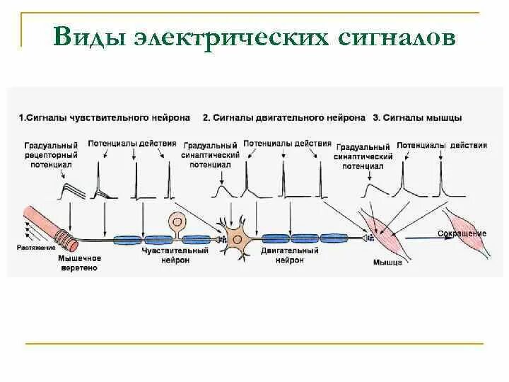 Распространение электрического сигнала
