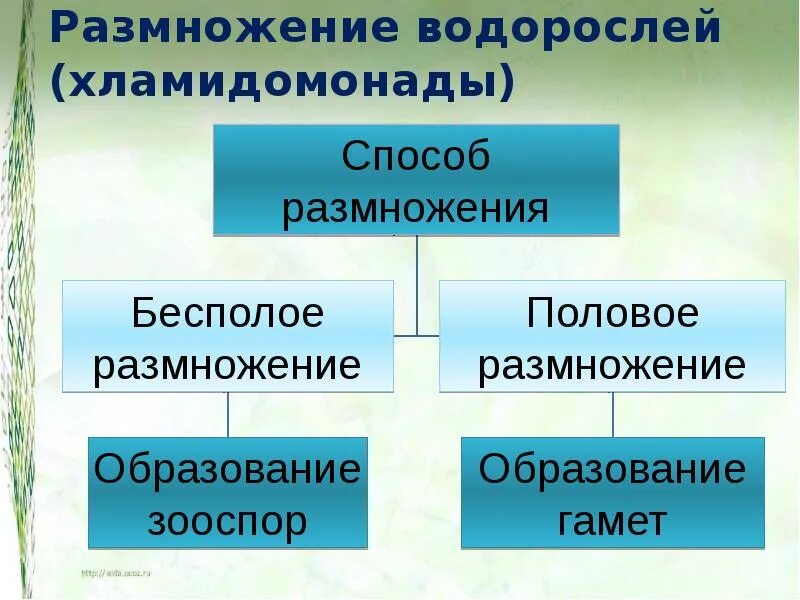 Какие водоросли размножаются. Размножение водорослей. Способы размножения водорослей. Способ размножения водоросле. Ламинария способ размножения.