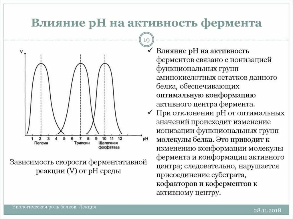 Активность ферментов снижается при. Зависимость активности ферментов от PH И температуры. Зависимость активности ферментов от температуры и РН среды. Зависимость активности ферментов от PH. Зависимость активности фермента от РН среды.