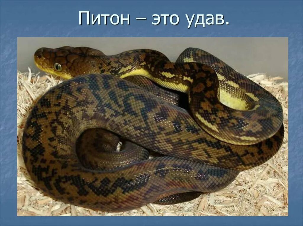 Как зовут питон. Змея сетчатый питон. тиморский питон.