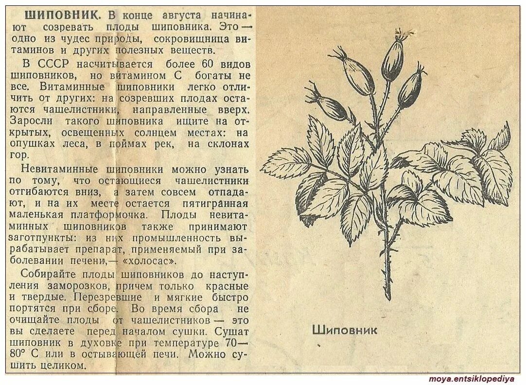 Шиповник содержание. Шиповник лекарственное растение. шиповник лекарственное растение описание. информация о шиповнике для травника. шиповник картинка и описание.