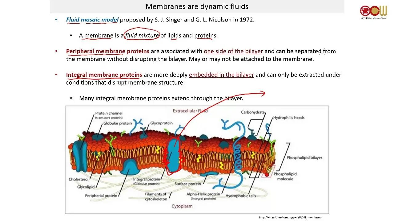 Membrane перевод. Membrane proteins. integral membrane protein. cell membrane protein function. phospholipid bilayer.