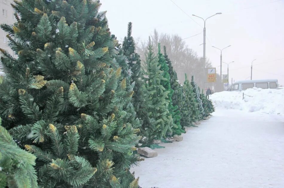 Фото живой ели. Елка Живая. Ель Живая. Елочки в лесхозе. Живые елки продаются.