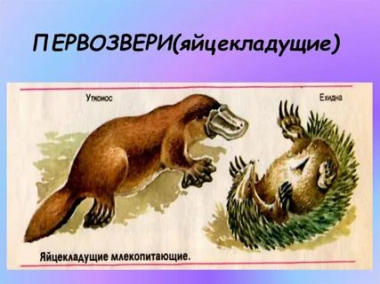 Какие млекопитающие относятся к яйцекладущим