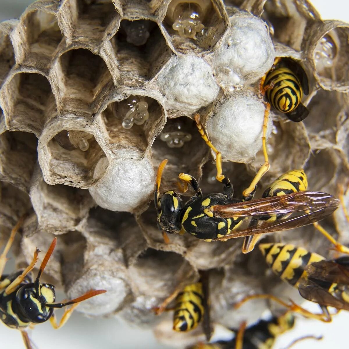Уничтожитель осиных гнезд. Дезинсекция от клещей. Дезинсекция от ос. Обработка от ос. Осы много.