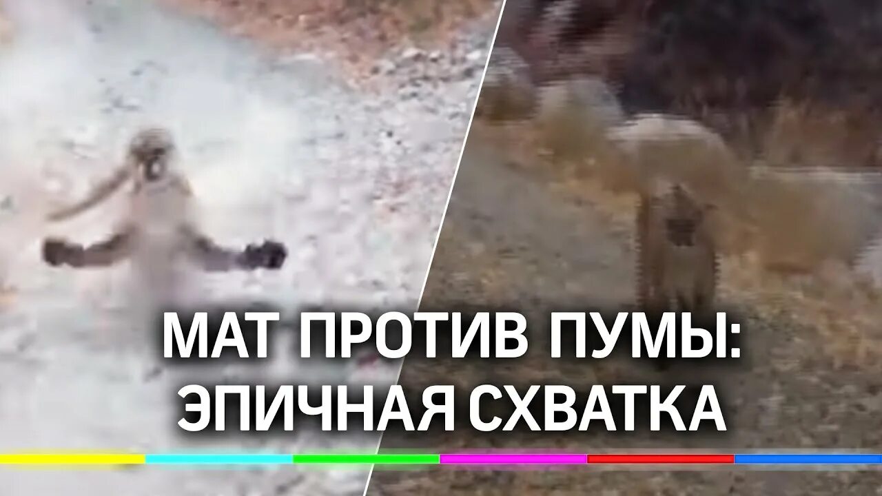 Нападение пумы на человека. Повелитель львов кевин ричардсон. Нападение пумы на человека. Пума атакует. Пума нападает на человека.