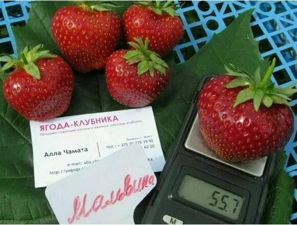 Клубника мальвина: описание сорта, фото, отзывы