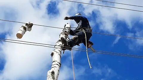 Умение быстро и бесшумно взбираться на деревья