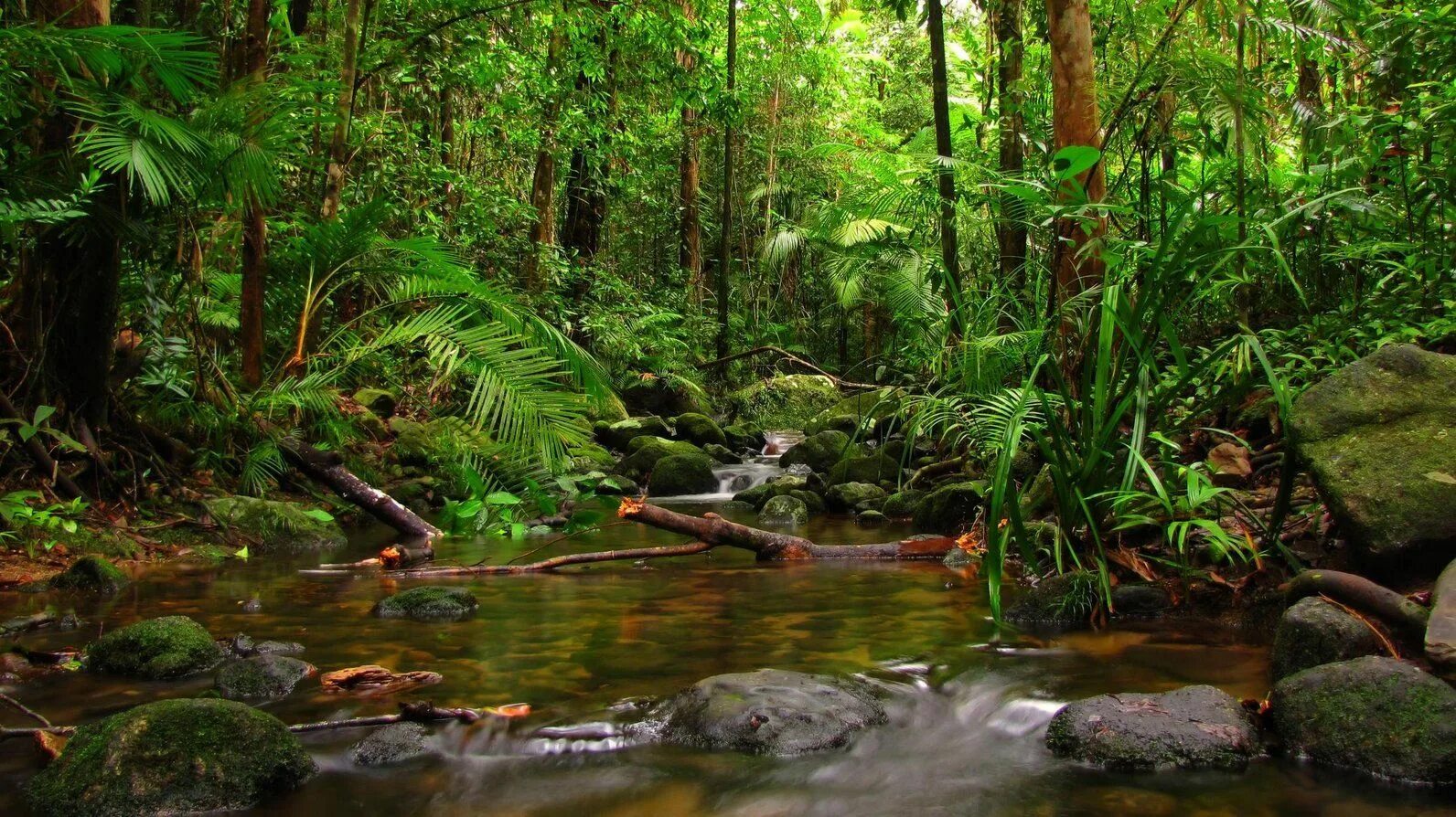 Jungle river