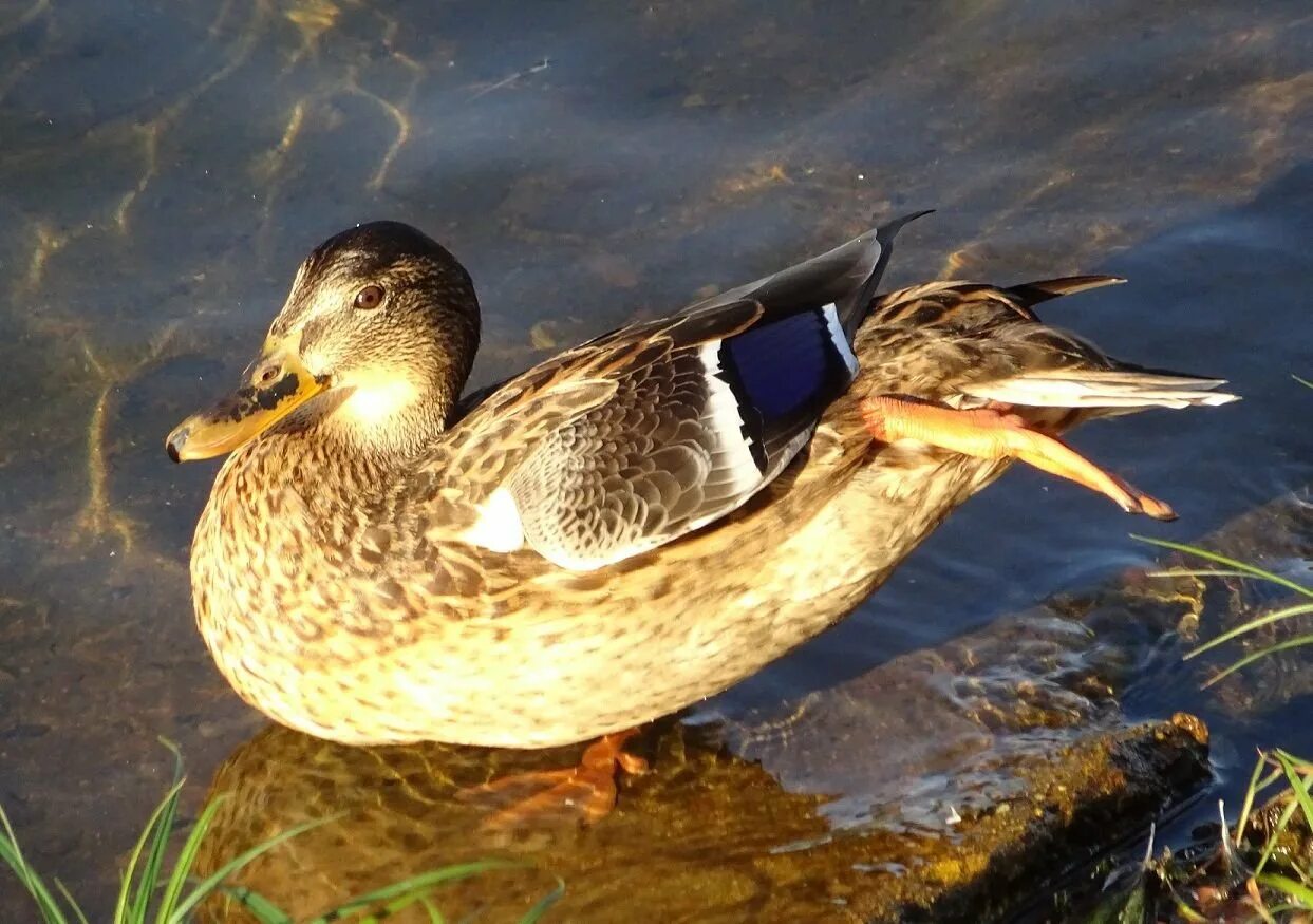Семеновская подсадная утка. Чубарая утка. Кряква чубарая. Чубарые подсадные утки. Чубарая утка.