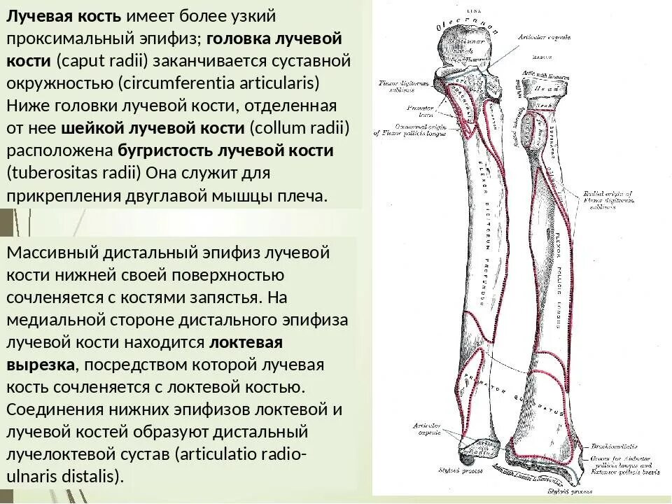 Укажите расположение лучевой кости в костях предплечья Как Нарисовать Скелет (Карандашом + Поэтапно) * ИзоКурс, Мск