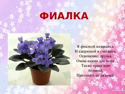 Загадки про комнатные растения для детей