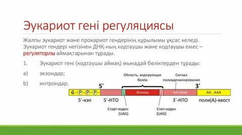 Структура гена прокариот и эукариот