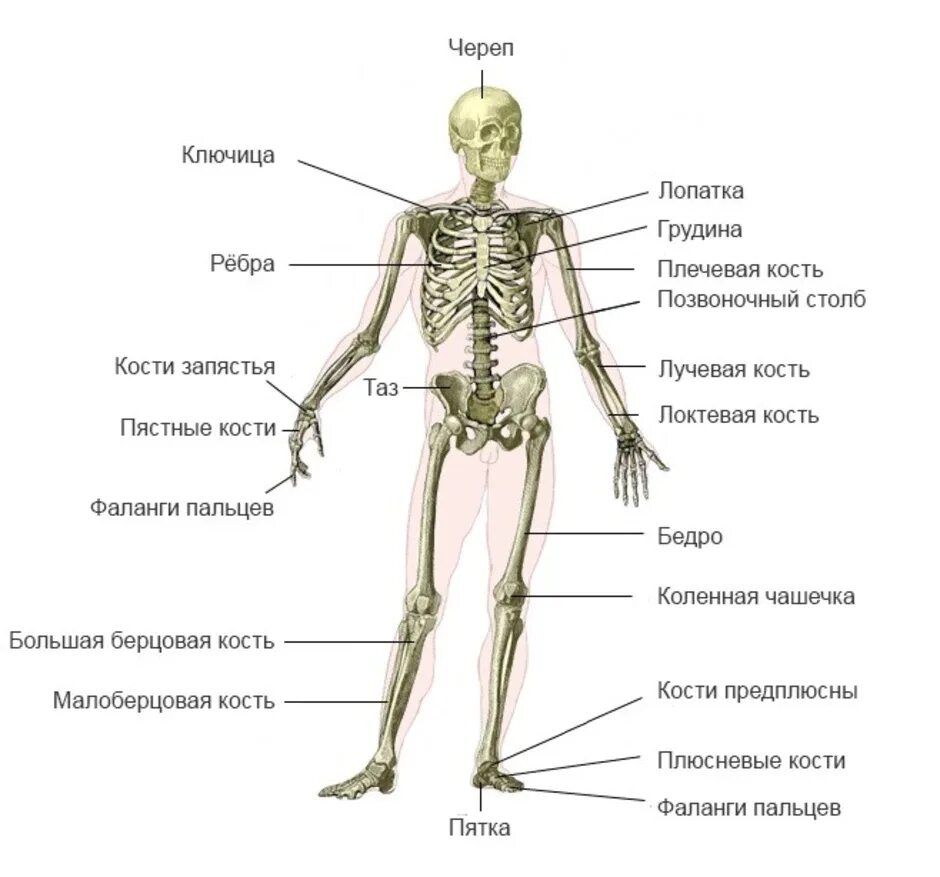 Строение костей организма. Скелет человека с названием костей. Скелет человека с названием костей биология. Костный скелет человека анатомия.