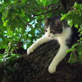 Кот 5 букв