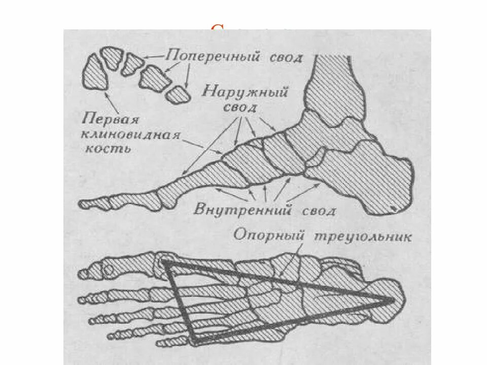 Продольный и поперечный свод стопы. Строение сводов стопы. Наружный и внутренний свод стопы. Наружный свод стопы. Своды мз