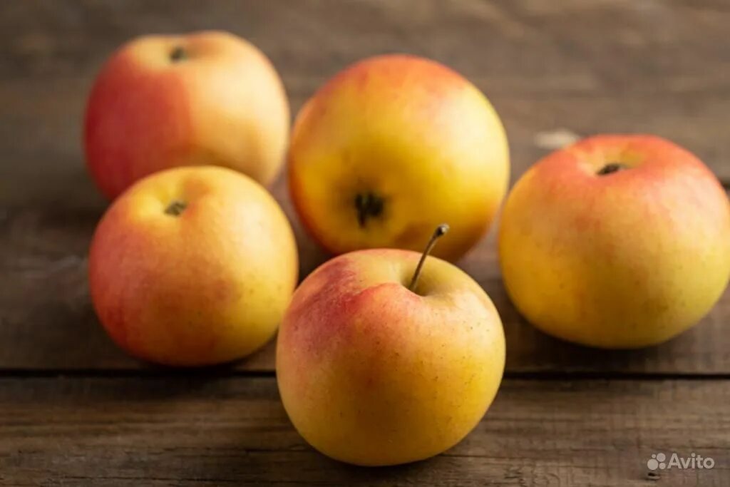 карамельное яблоко сорт. сорт яблони карамелька. малина ремонтантные сорта карамелька (с2). карамельное яблоко сорт. яблоки садовый сорт «карамелька».