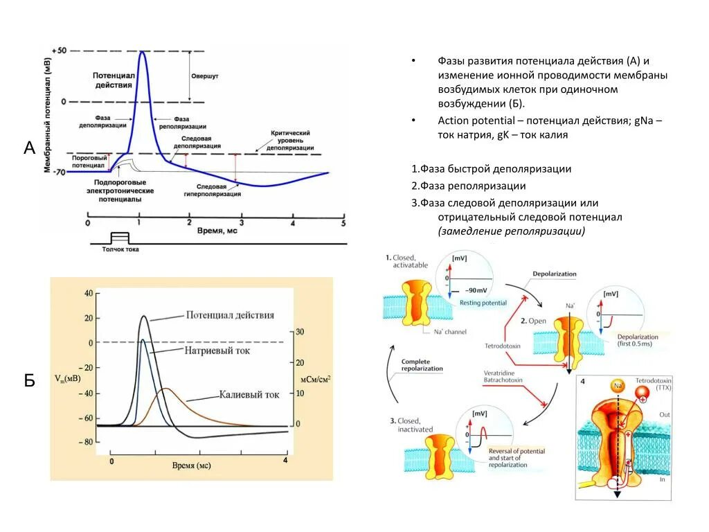 Характер изменения потенциала. Фазы потенциала действия овершут. Фазы потенциала действия мышечного волокна график. Фаза деполяризации потенциала действия обусловлена. Схема потенциала действия нервной клетки.