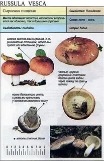 Признаки сыроежек