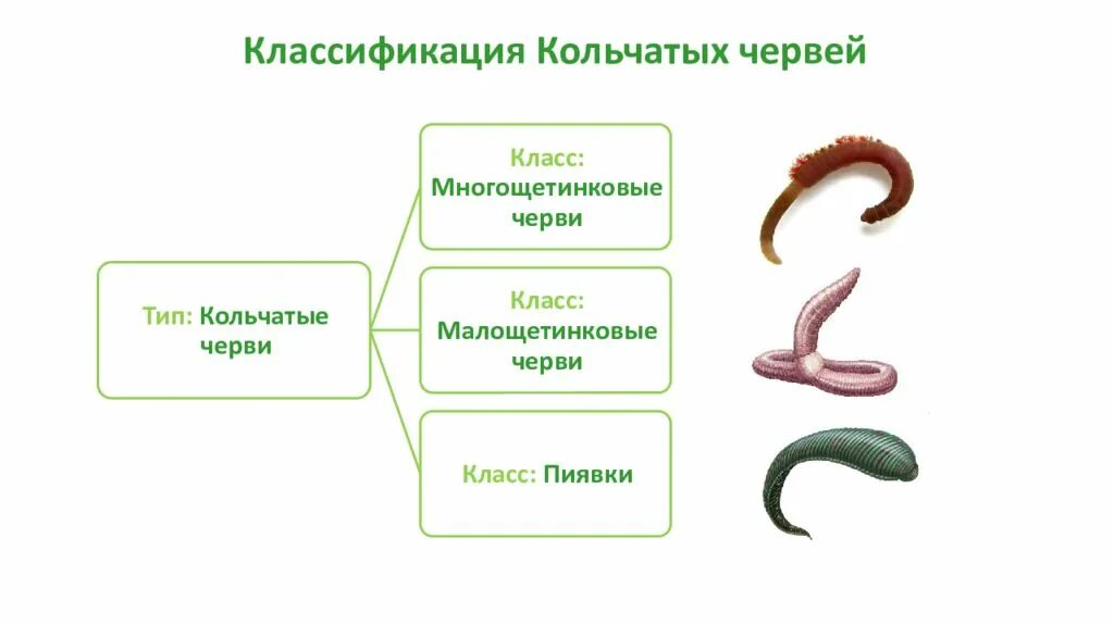 Тип кольчатые черви классификация. Схема классификации кольчатых червей. Тип кольчатые черви систематика. Схема классификации типа кольчатые черви. Примеры группы червей