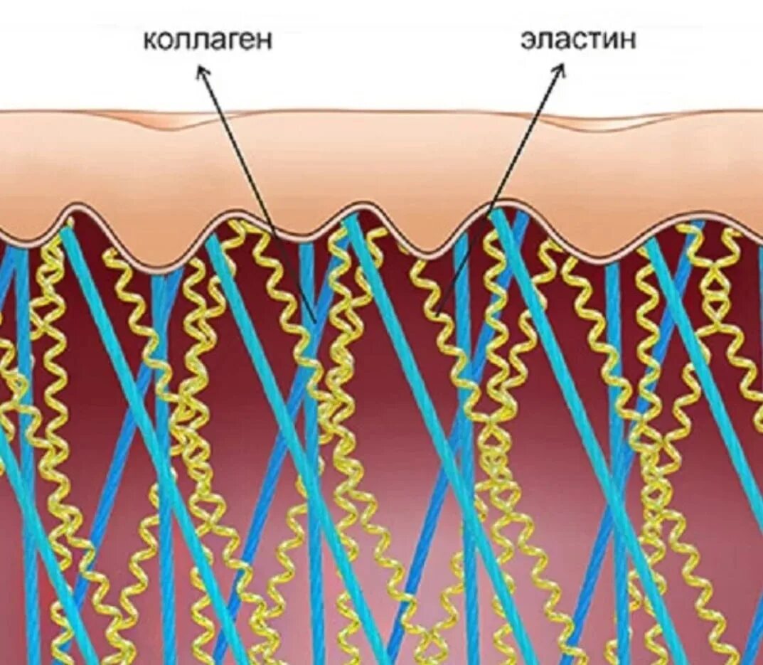 Коллаген картинка. Строение кожи коллаген эластин. Строение дермы коллаген и эластин. Строение коллагена и эластина. Структура кожи Collagen elastin.