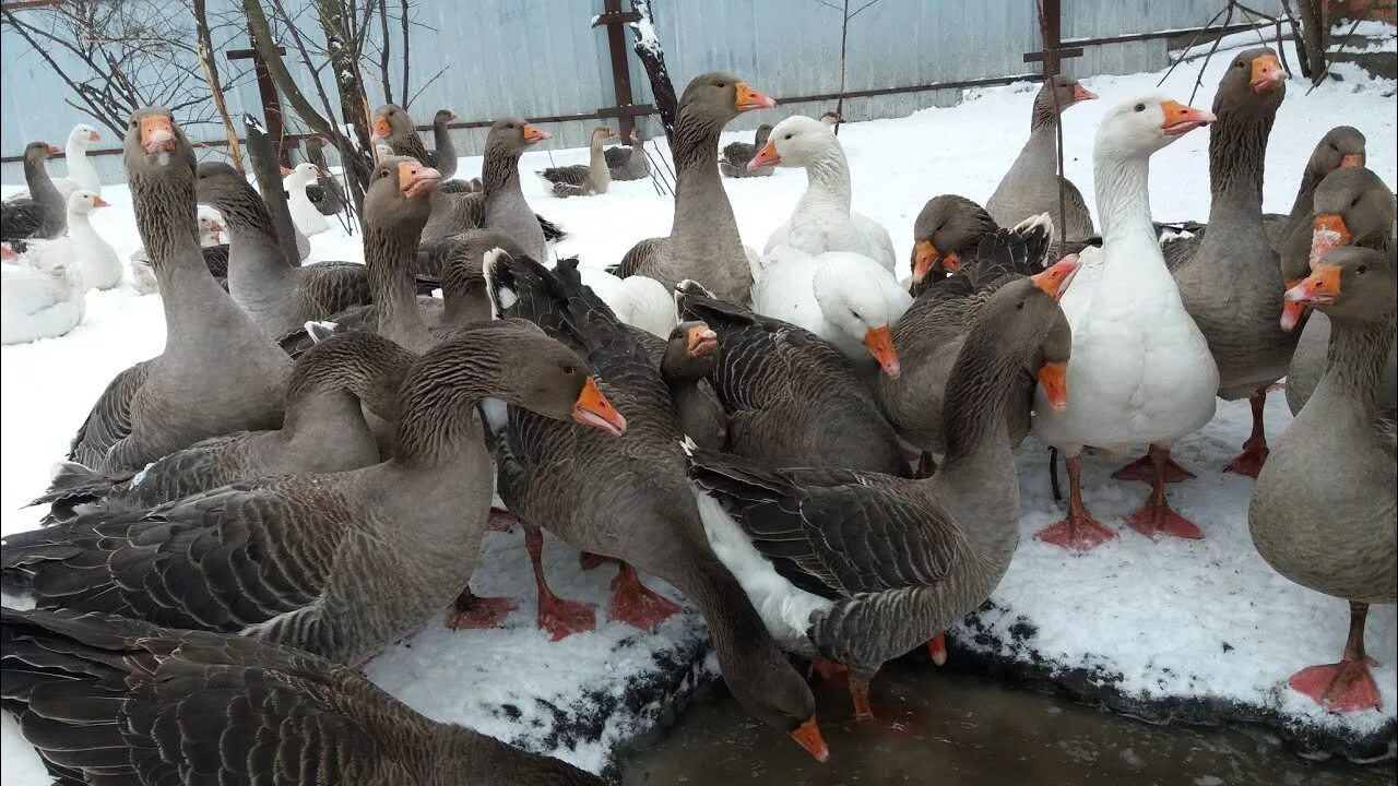 Где купить гусей. Гуси породы Мамут. Датский Мамут порода гусей. Горьковские гуси. Порода гусей датский Легард.