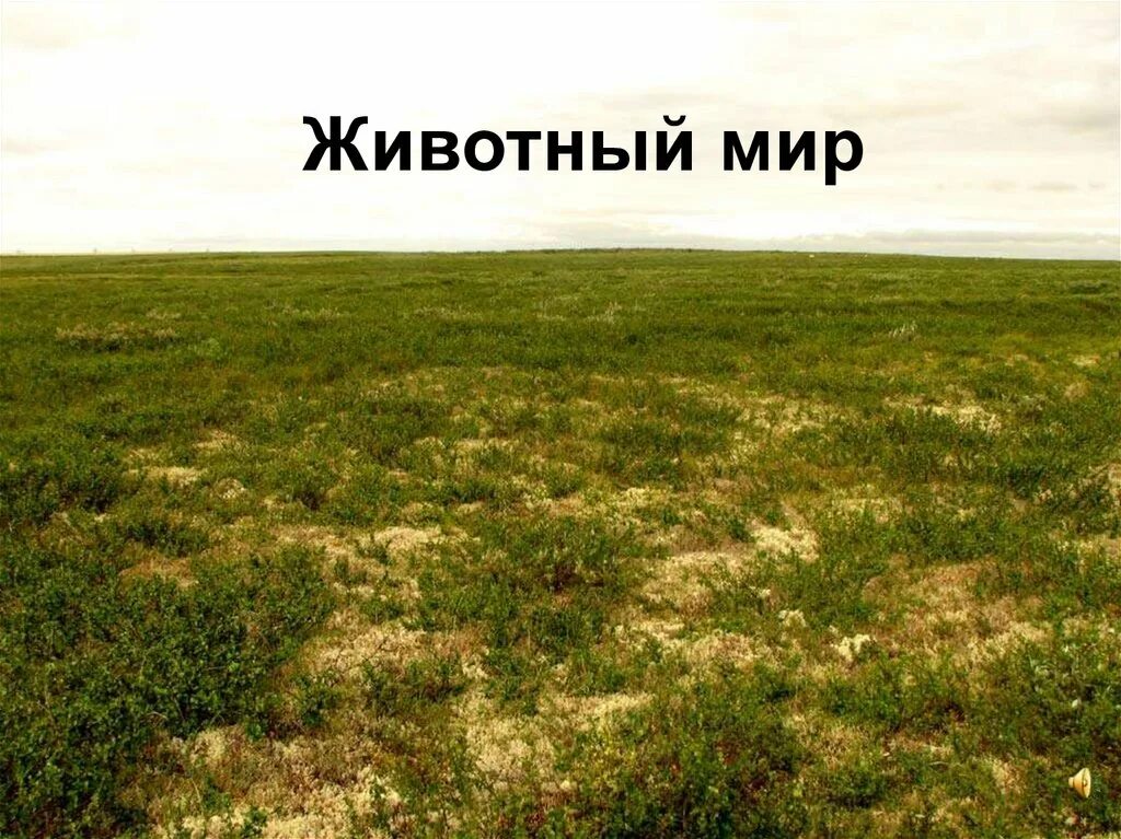 Для растительного покрова тундры характерны найдите ошибку. Мохово-лишайниковая тундра. Моховая тундра. Растительность тундры. Растительный мир тундры.