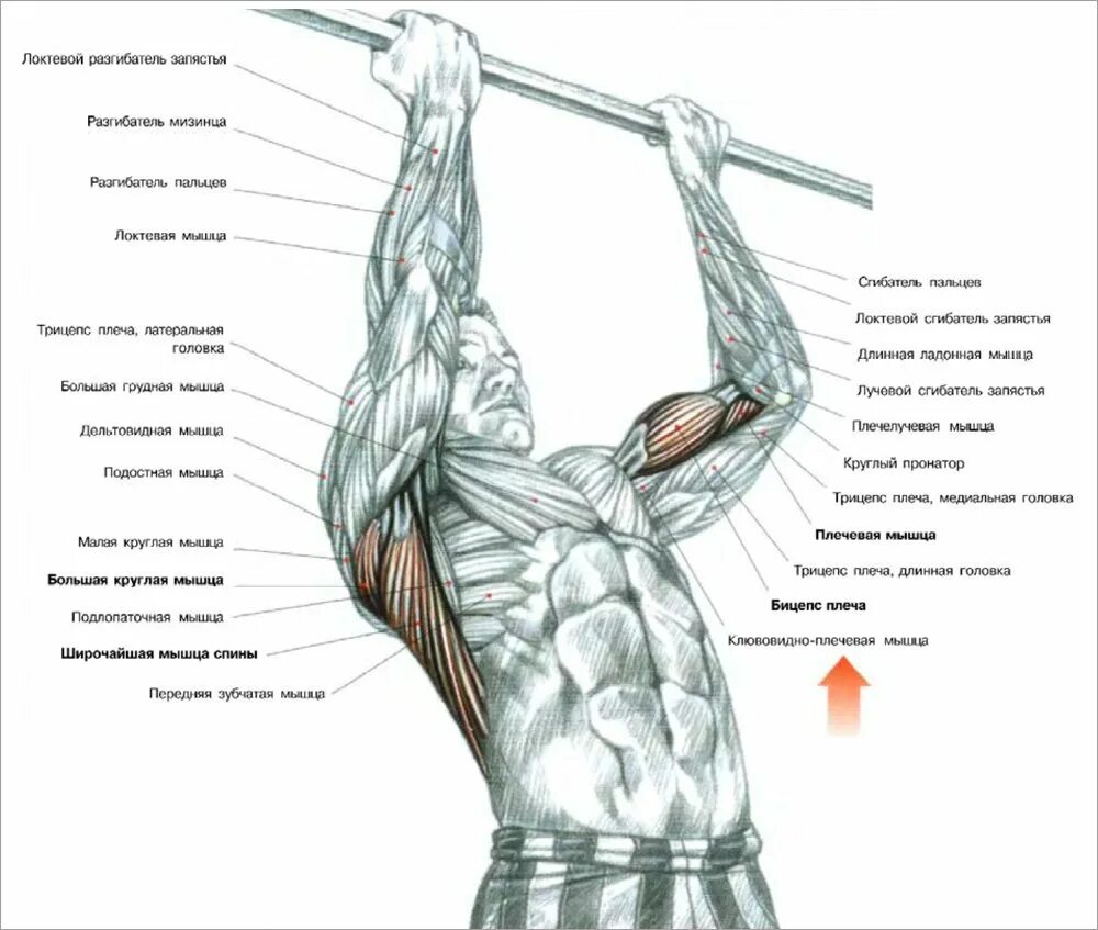 Подтягивания схема мышц. Тяга верхнего блока широким хватом. Группы мышц при подтягивании на турнике. Мышцы при подтягивании на турнике. Польза подтягиваний на турнике